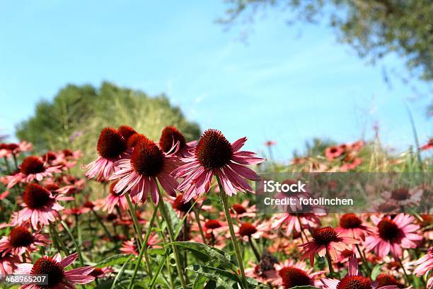 Echinacea Purpurea Blüten Stockfoto und mehr Bilder von Alternative Medizin - Alternative Medizin, Blume, Blüte