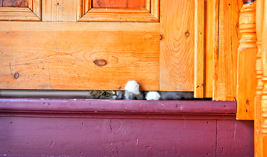A young grey kitten or cat peeks under a closed door.  Kitten has one paw sticking through the crack under the door with one eye showing.  Purple paint on stairs and natural wood finish on door.  Old country style rural home.  Fuji X-T1 photo.