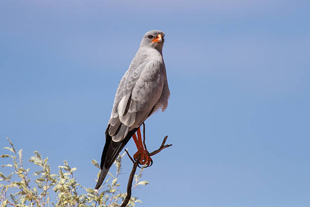 istock Pale chanting goshawk sitting on a branch in sun 468966476