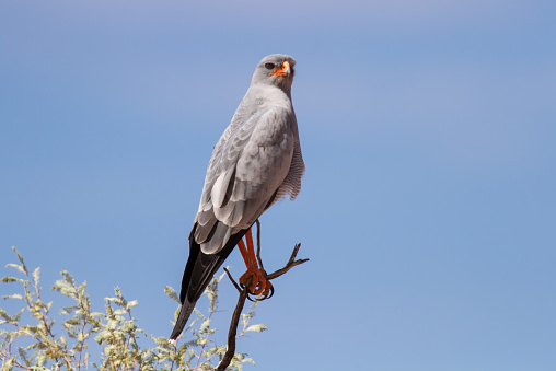 Pale chanting goshawk sitting on a branch in sun looking for food