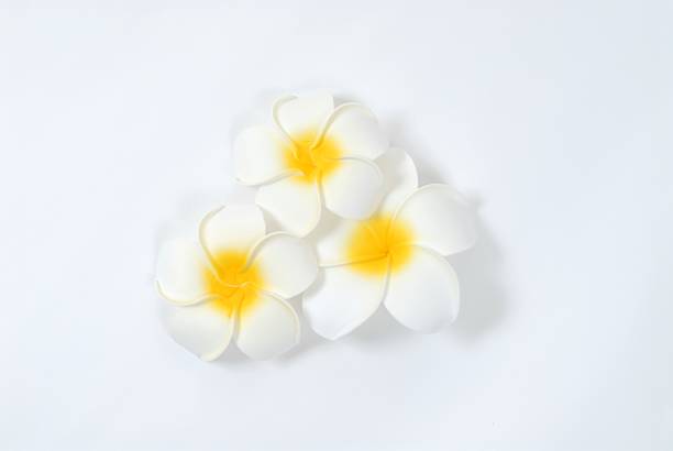 istock Flower of Primera. 468966616