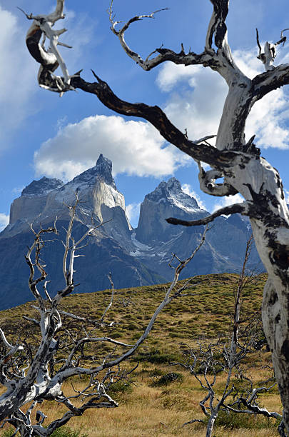 istock Patagonia mountains after forest fire 468966852