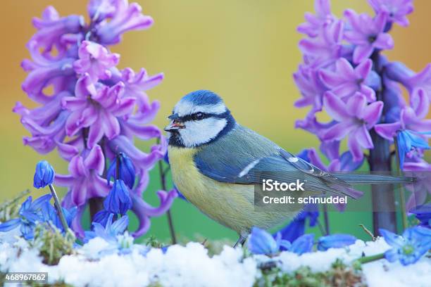 Blue Tit In Spring Stock Photo - Download Image Now - Bluetit, 2015, Animal