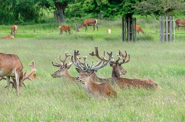 istock group of deer's standing and sitting in a park 468970389