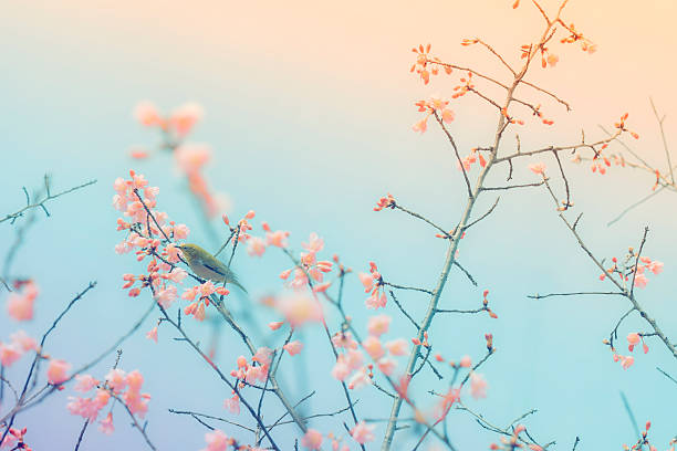 Cherry blossoms with a white-eye bird,  shallow depth of field selective focus.