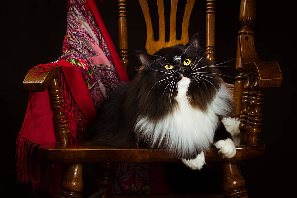istock Black purebred Siberian cat lying on a chair 468970714