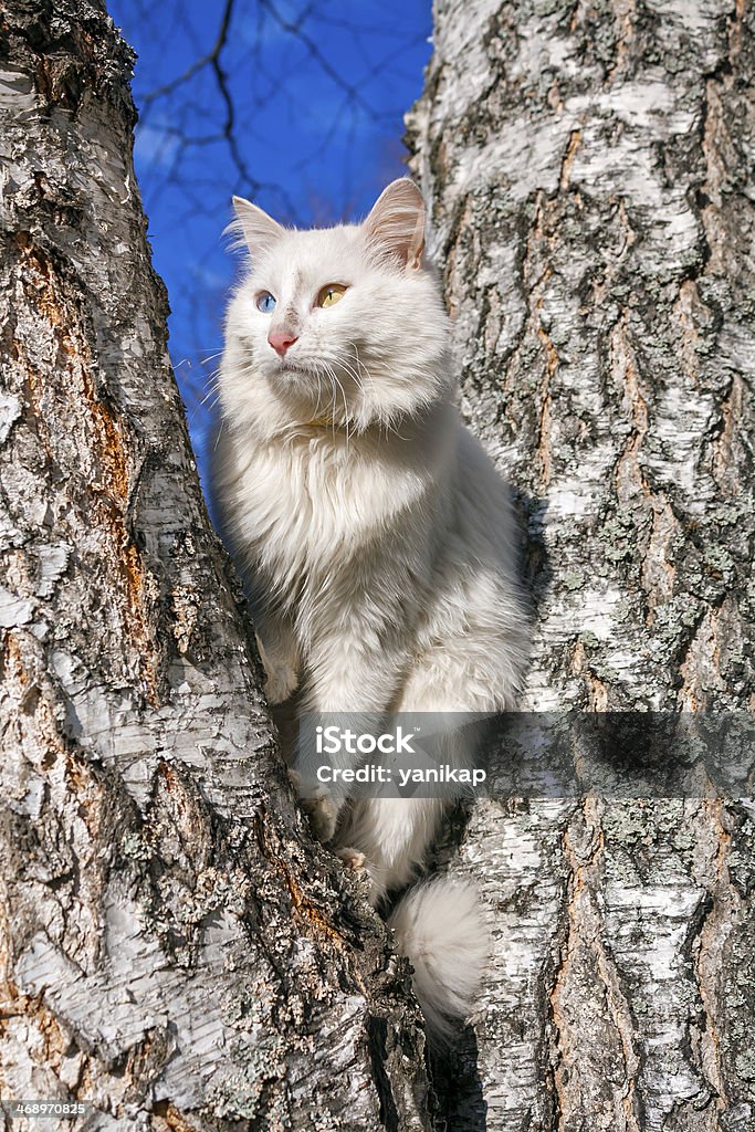 fluffy white cat with different eyes beautiful fluffy white cat with different eyes Activity Stock Photo