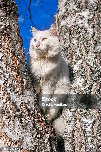 Fluffy White Cat With Different Eyes Stock Photo - Download Image Now - Activity, Angora Goat, Animal