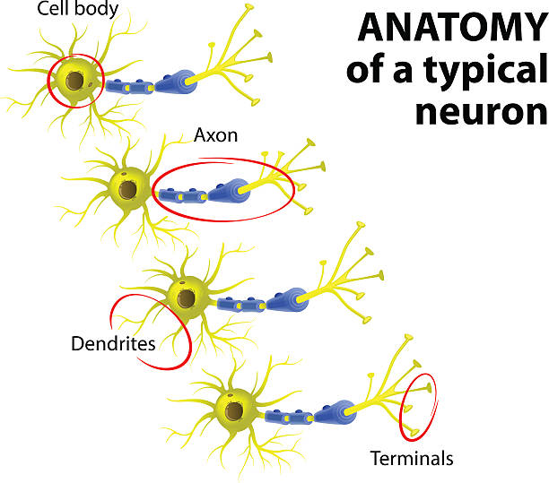 部位の標準 neuron - activity axon biology biomedical illustration点のイラスト素材／クリップアート素材／マンガ素材／アイコン素材