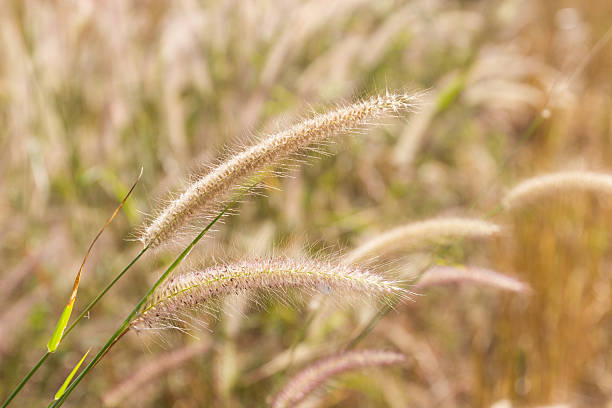 istock grass flower in the paddy field 468971816