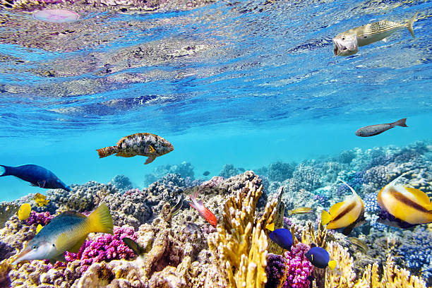 istock Underwater world with corals and tropical fish. 468971886