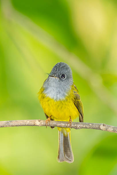 istock Portrait of Grey-headed Canary-flycatcher 468972441