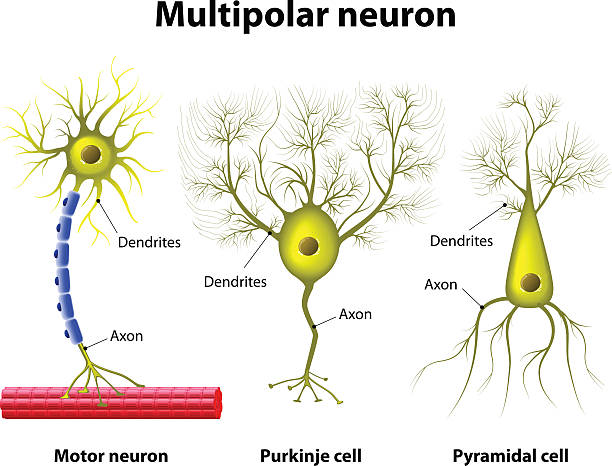 유형의 a multipolar 뉴런 - pyramidal cell stock illustrations