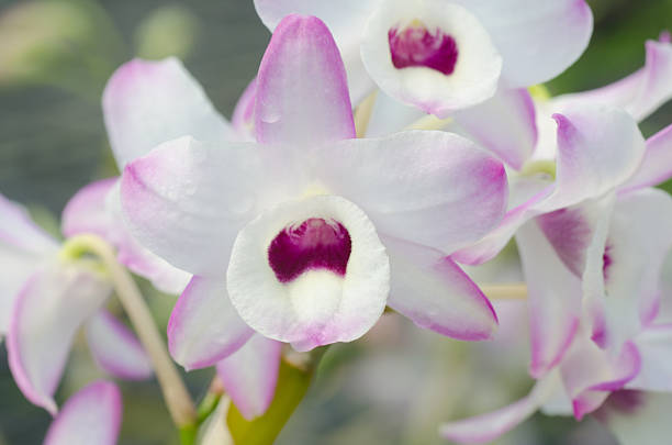 istock Noble orchid 468973026