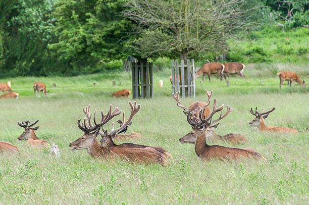 istock group of deer's sitting in grass 468973043