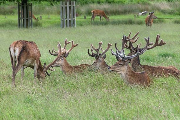 istock group of deer's sitting in grass 468973055
