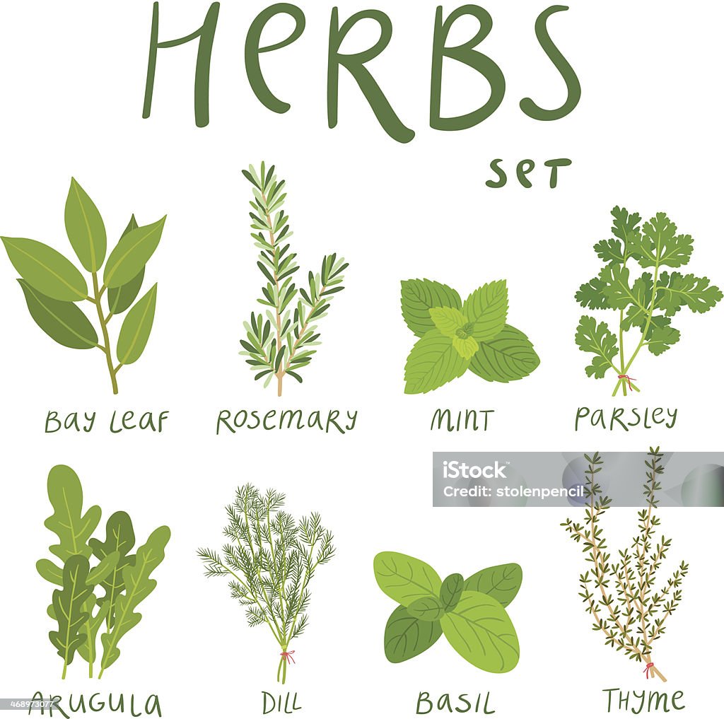 Herbs Set of 8 vector herbs Basil stock vector