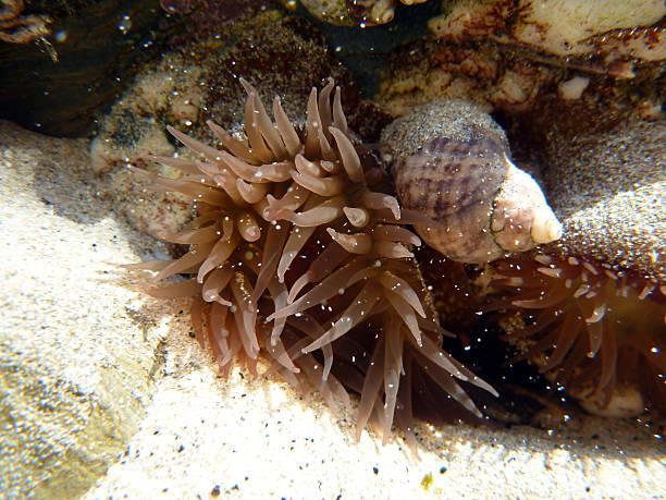istock Sea snail underwater in rock pool 468973457