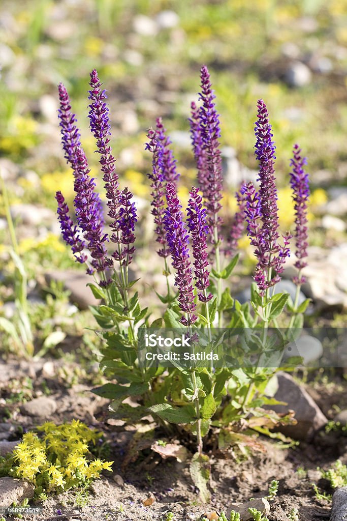 Tomilho flores (Thymus sp) - Royalty-free Ao Ar Livre Foto de stock