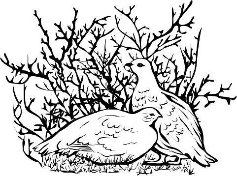 Vector drawing of polar partridges. Can be used as illustration fauna of the North.