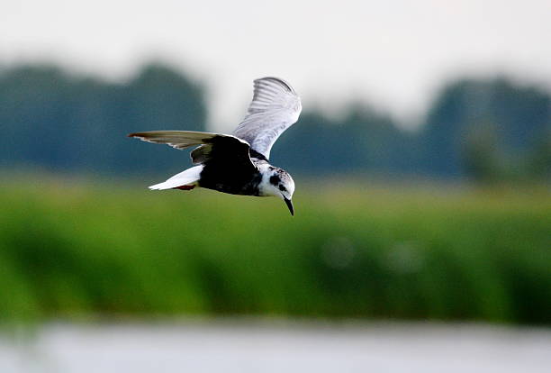 Sea gulls on lake