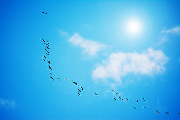 istock flock of cormorants flying under the sun 468976418