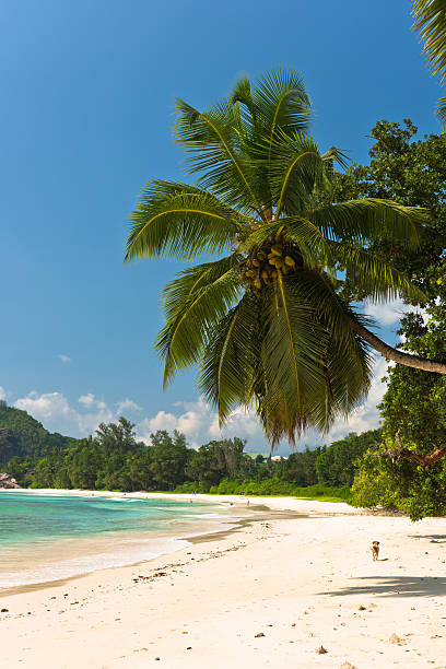 istock Tropical beach at Mahe island Seychelles 468976530