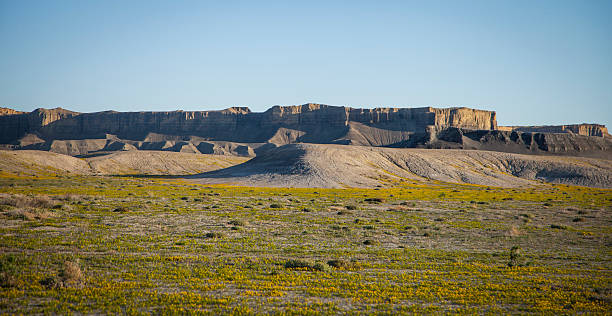 istock Yellow desert wild flowers blossom 468976934