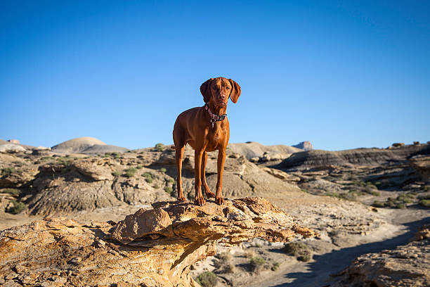 Vizsla dog in Badlands central desert