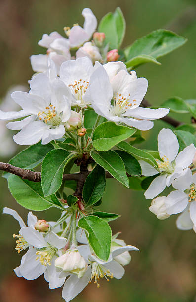 cherry blossoms с листьями - blossom cherry blossom tree white стоковые фото и изображения