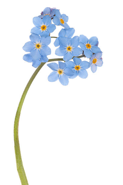 istock Blue forget-me-not flower and stem on white background 468977390