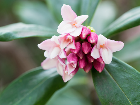 Flower and bud of the sweet-smelling daphne of the early spring