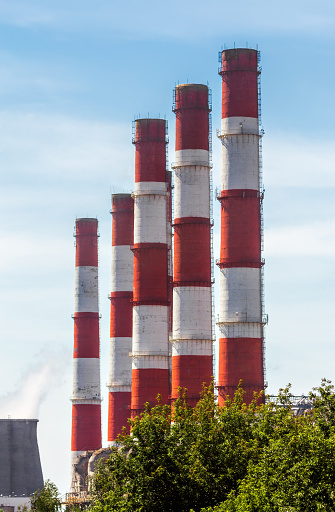 Красный аист фото Красный аист фото