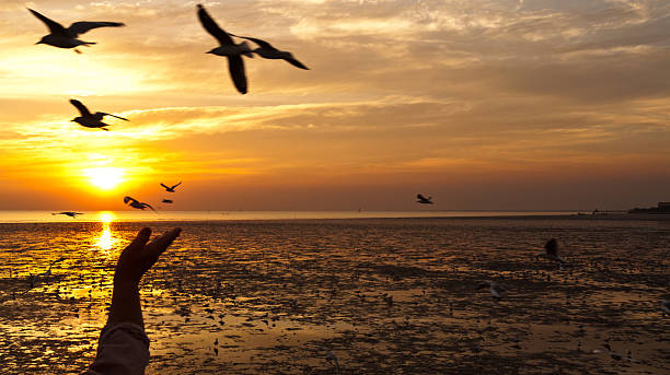 istock seagull with sunset in the background 468978485