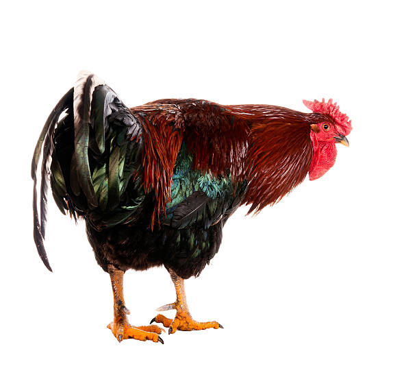 istock Rooster with a comb in the form of a rose 468979127