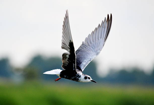 istock Sea gulls on lake 468979385