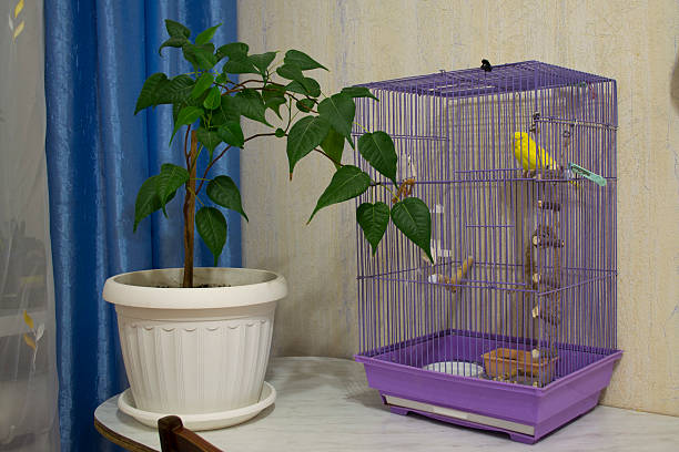 Parrot in a cage near a flower pot.