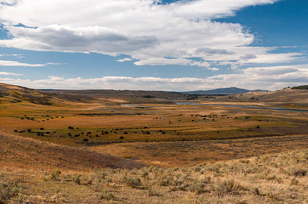 istock Bison paradise in Yellowstone National Park 468980067