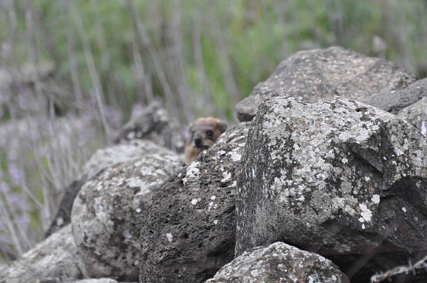 istock Rock Hyrax among Spring Flowers 468980162