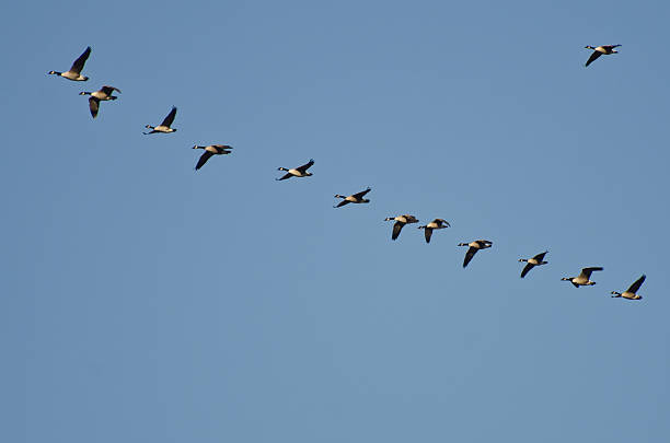 istock Flock of Canada Geese Flying in Blue Sky 468980309