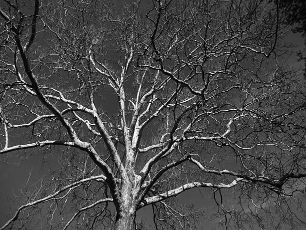 istock Favorite Neighborhood Tree 468980636