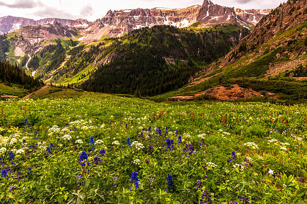 istock Mountain Wild Flowers 468980642