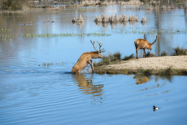 istock Deer in Salburua park, Vitoria (Spain) 468981462