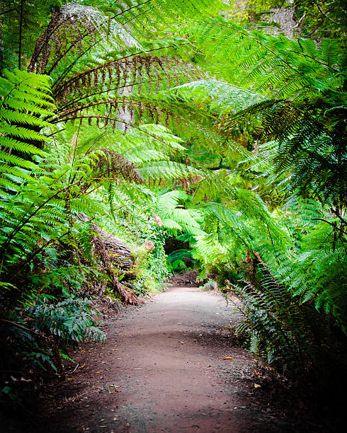 istock Maits Rest Rainforest Trail on Great Ocean Road, Australia 468984374