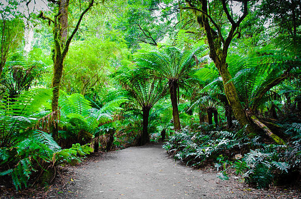 istock Maits Rest Rainforest Trail on Great Ocean Road, Australia 468984378