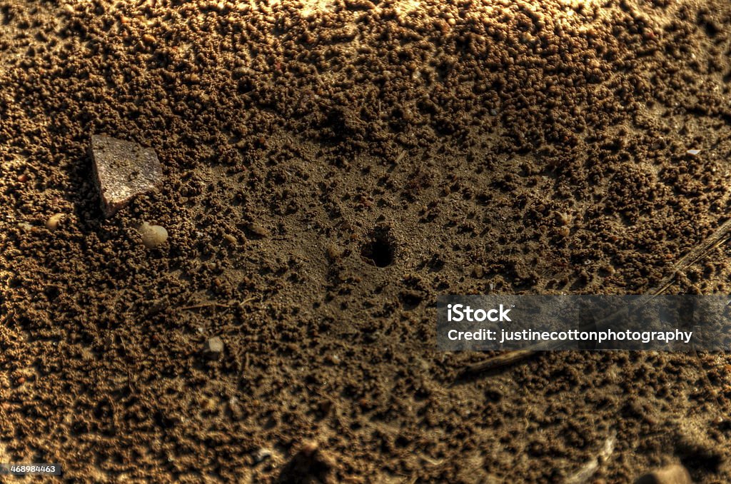 муравейник - Стоковые фото Без людей роялти-фри