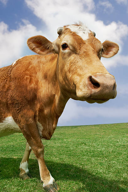 istock Brown Cow Walking In Field 468985131