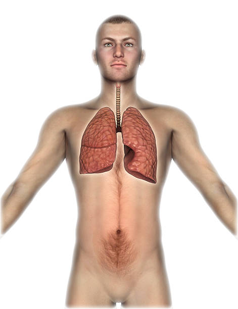 istock 3D male figure with internal organs exposed 468985244