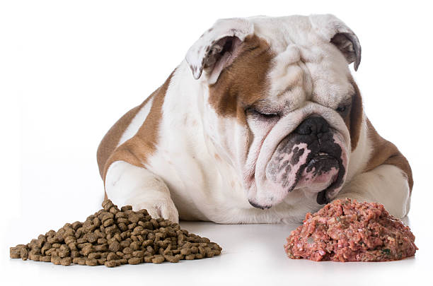 istock dog choosing raw 468985386