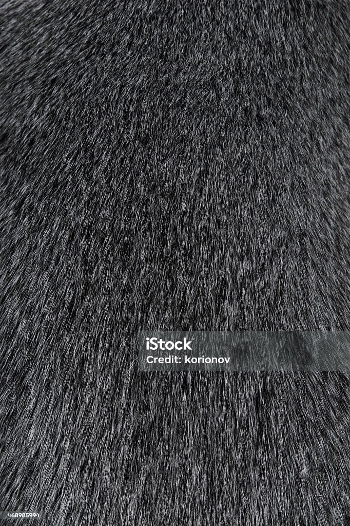 Texture of Smooth animal gray hair Texture of Smooth animal gray hair close up Animal Hair Stock Photo